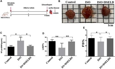 Dangshen Erling Decoction Ameliorates Myocardial Hypertrophy via Inhibiting Myocardial Inflammation